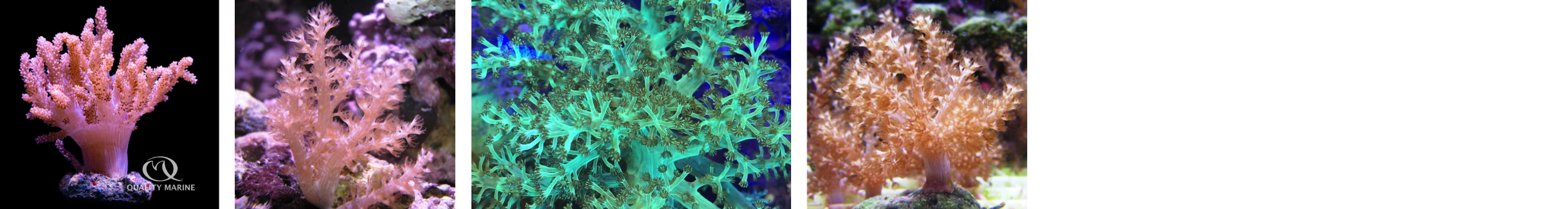 Kenya Tree Corals